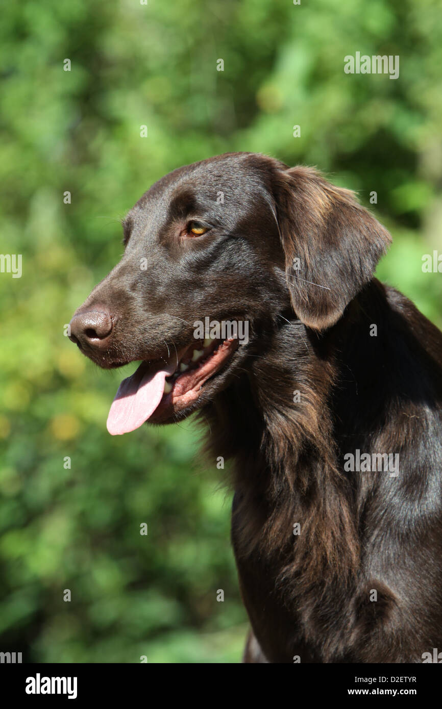 Liver flat coated retriever hires stock photography and images Alamy