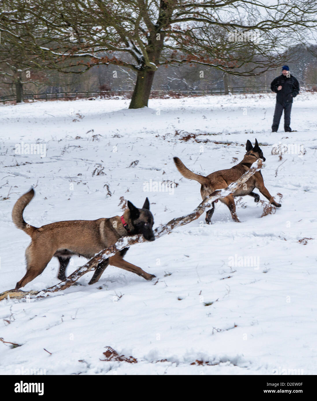 Two dogs carrying a branch of a tree in a snow covered Richmond Park in