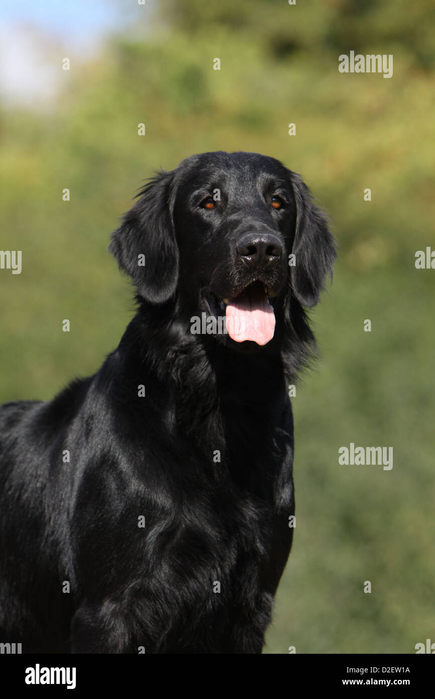 Black flat coated retriever hires stock photography and images Alamy