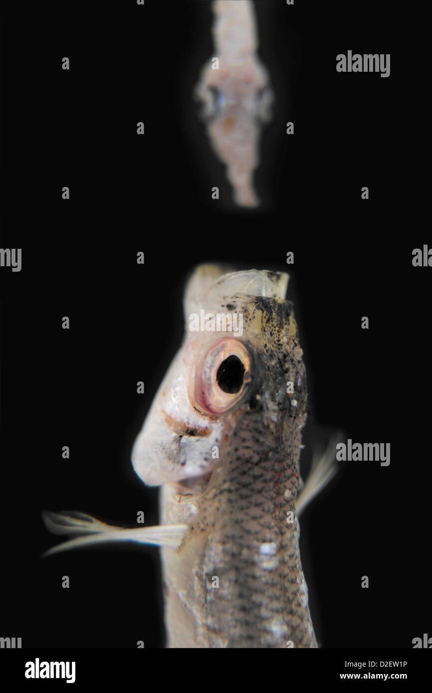 Big Fish Eat Little Fish. Small Fish eat tiny fish Stock Photo Alamy