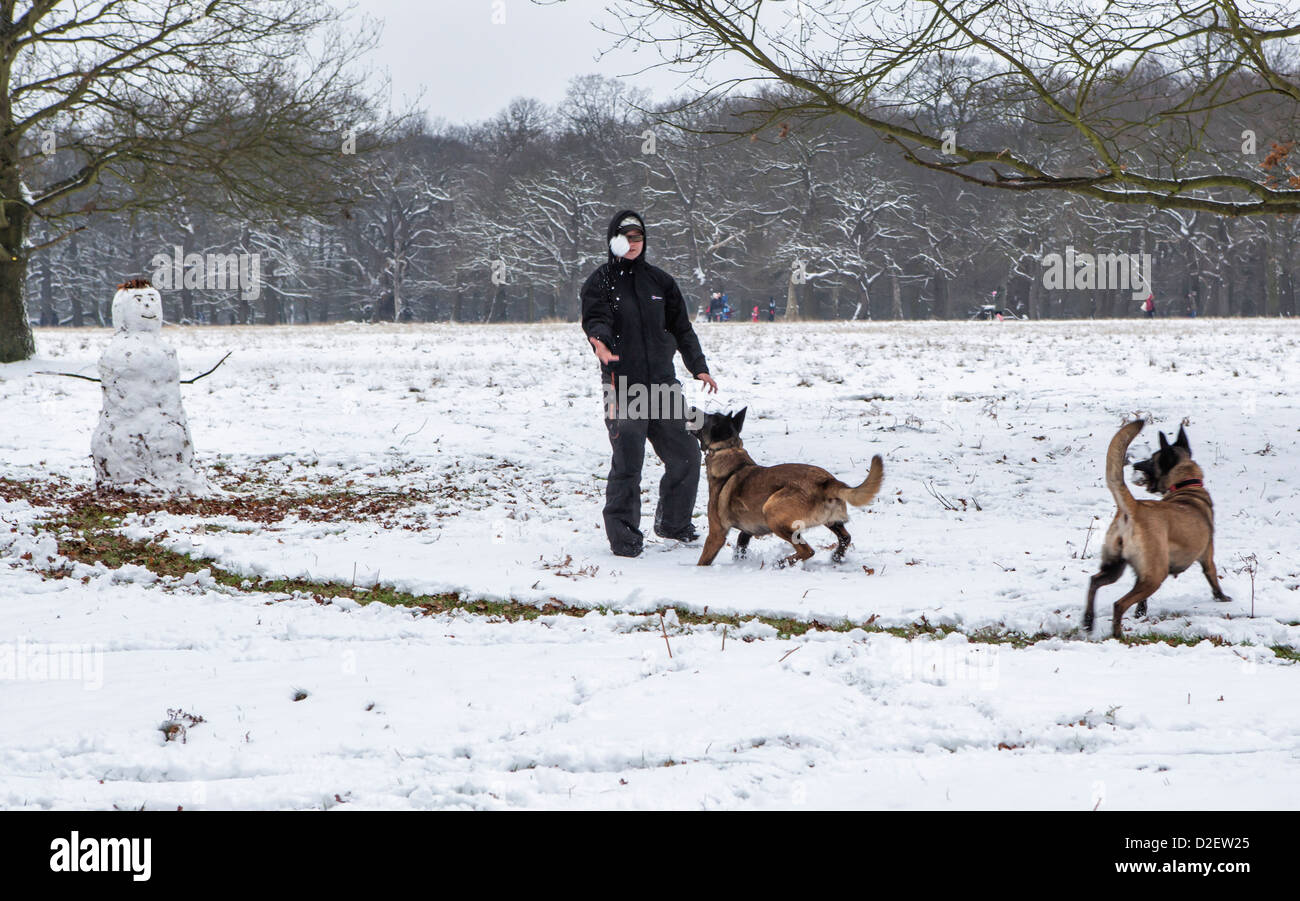 Woman throws snowball for dogs hires stock photography and images Alamy