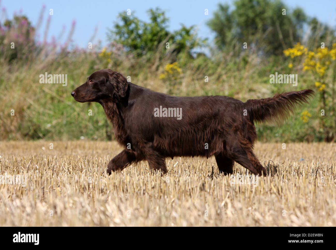 Liver flat coated retriever hires stock photography and images Alamy