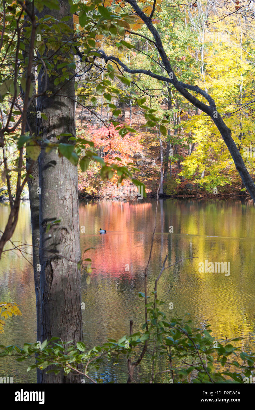 Reflections of colorful foliage on lake water, autumn Stock Photo - Alamy