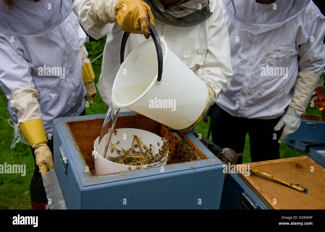 Bee Keepers pouring sugar solution into a tub in hive to feed bees