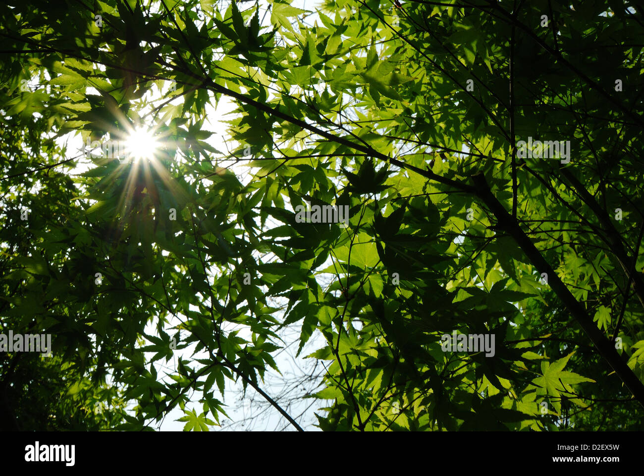 Green foliage of Acer Palmatum tree under the clear sunlight, Bingjiang Forest Park, Shanghai, China. Stock Photo
