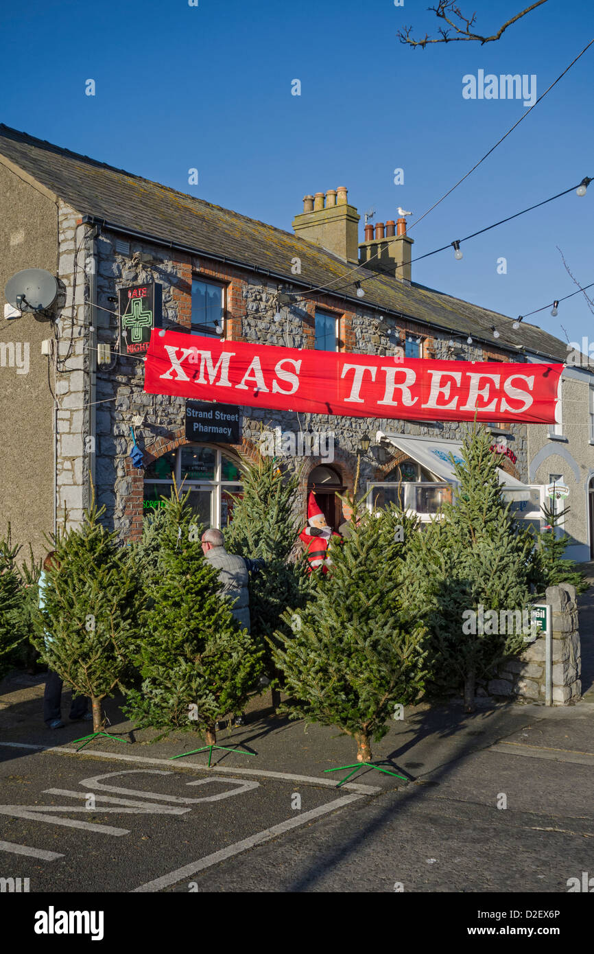 A popup Christmas tree shop in Skerries, county Dublin, Ireland 2012