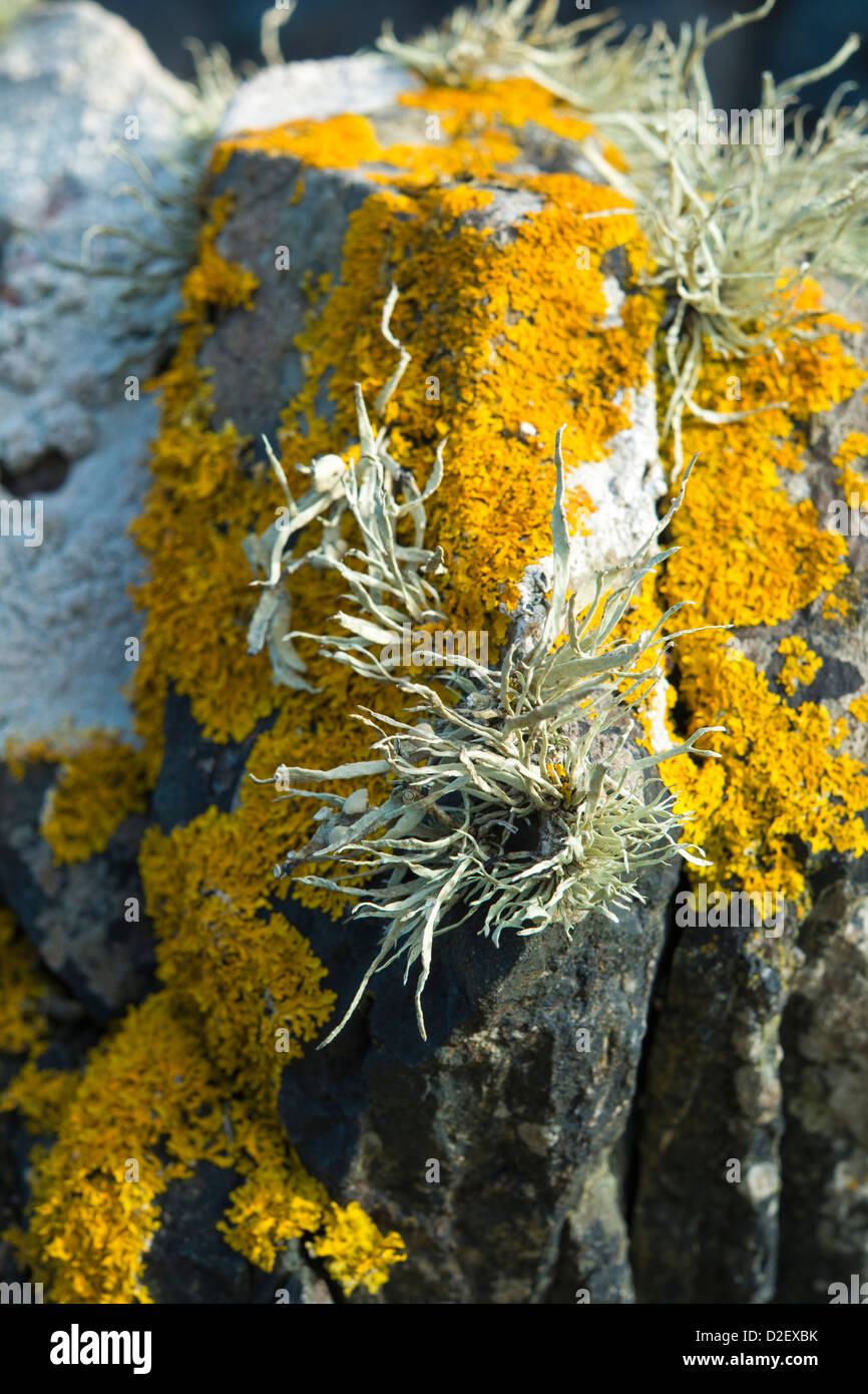 Rock with brightly coloured lichens found along the coastal path on North Down shore Stock Photo