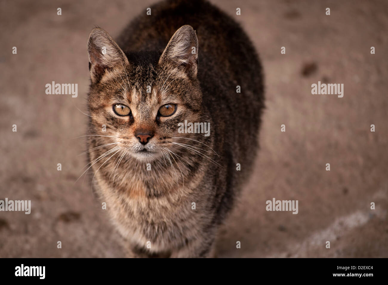 Cute adorable hi-res stock photography and images - Alamy