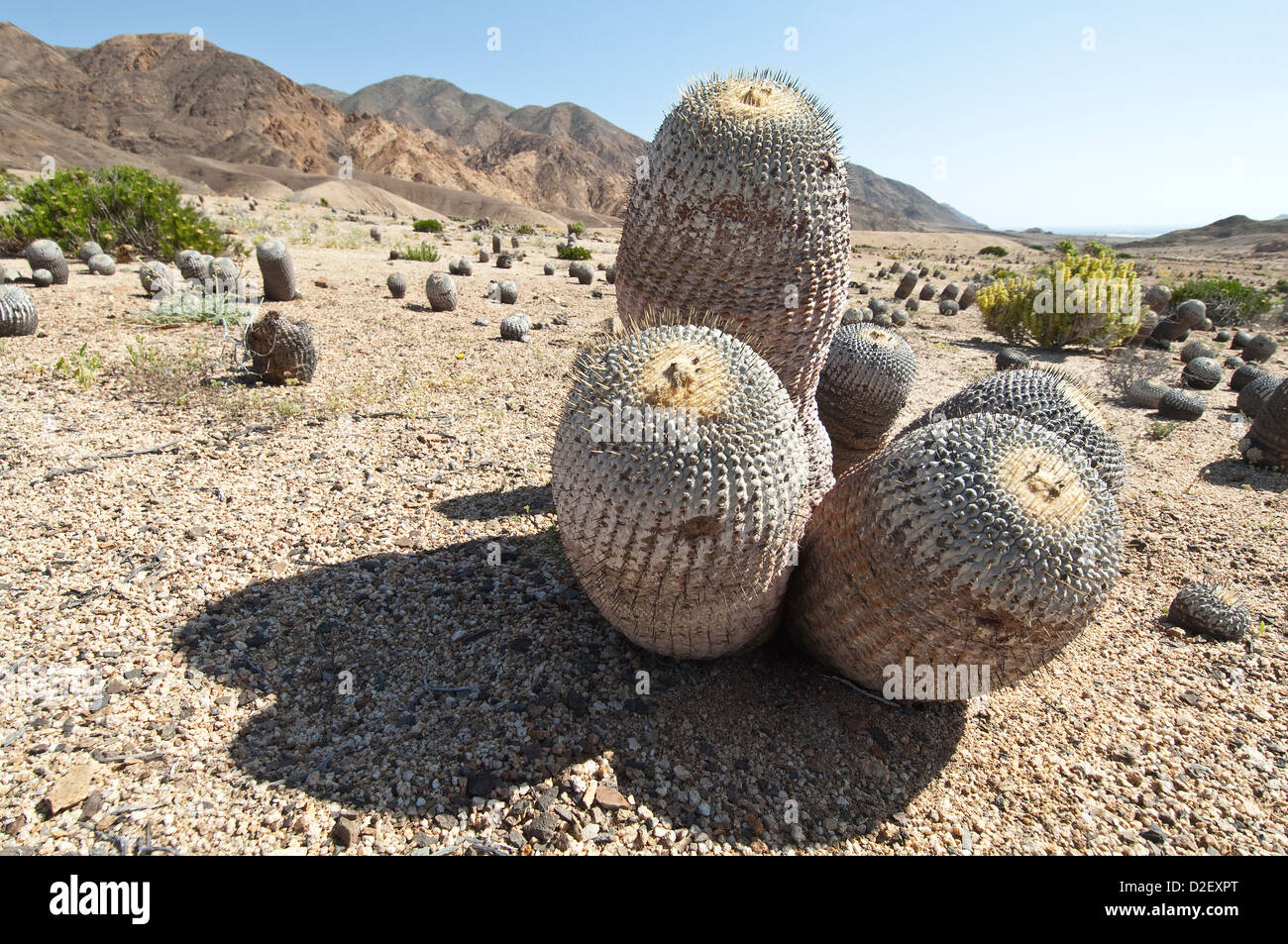 Copiapoa cinerea ssp. columna alba cactus Pan de Azucar National Park