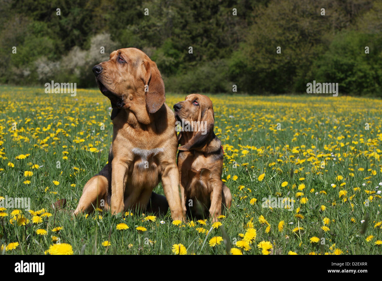 Liver and tan store bloodhound puppies