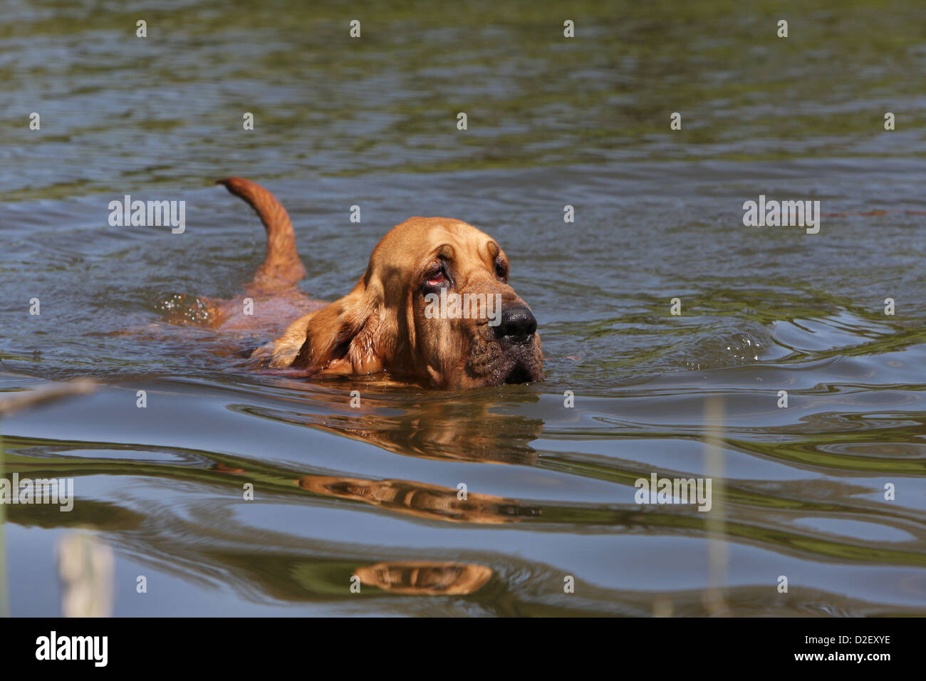 does the bloodhound like to swim