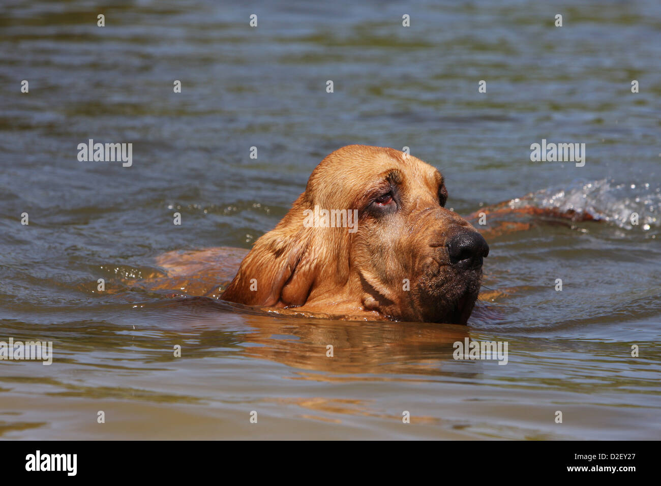 does the bloodhound like to swim