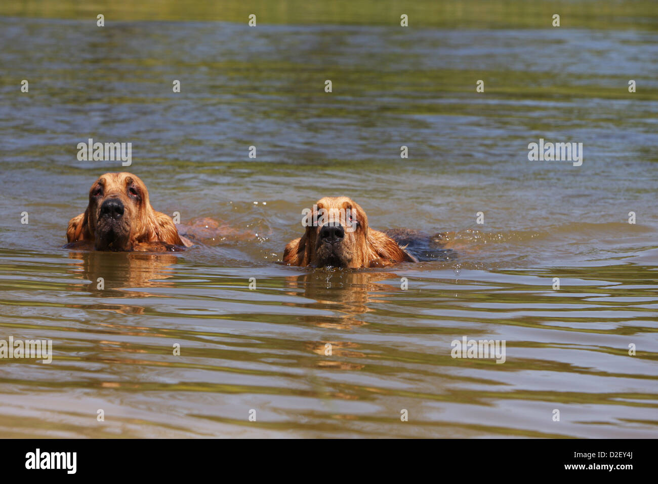 Bloodhounds Stock Photos & Bloodhounds Stock Images - Alamy Bloodhounds Stock Photos & Bloodhounds Stock Images - Alamy