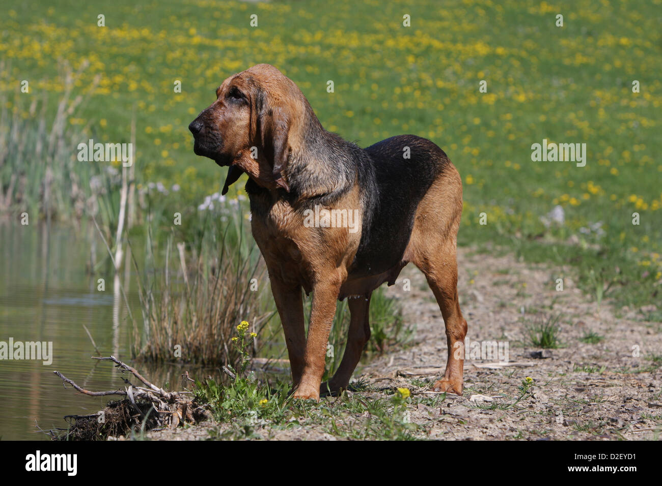 Bloodhound adult hot sale