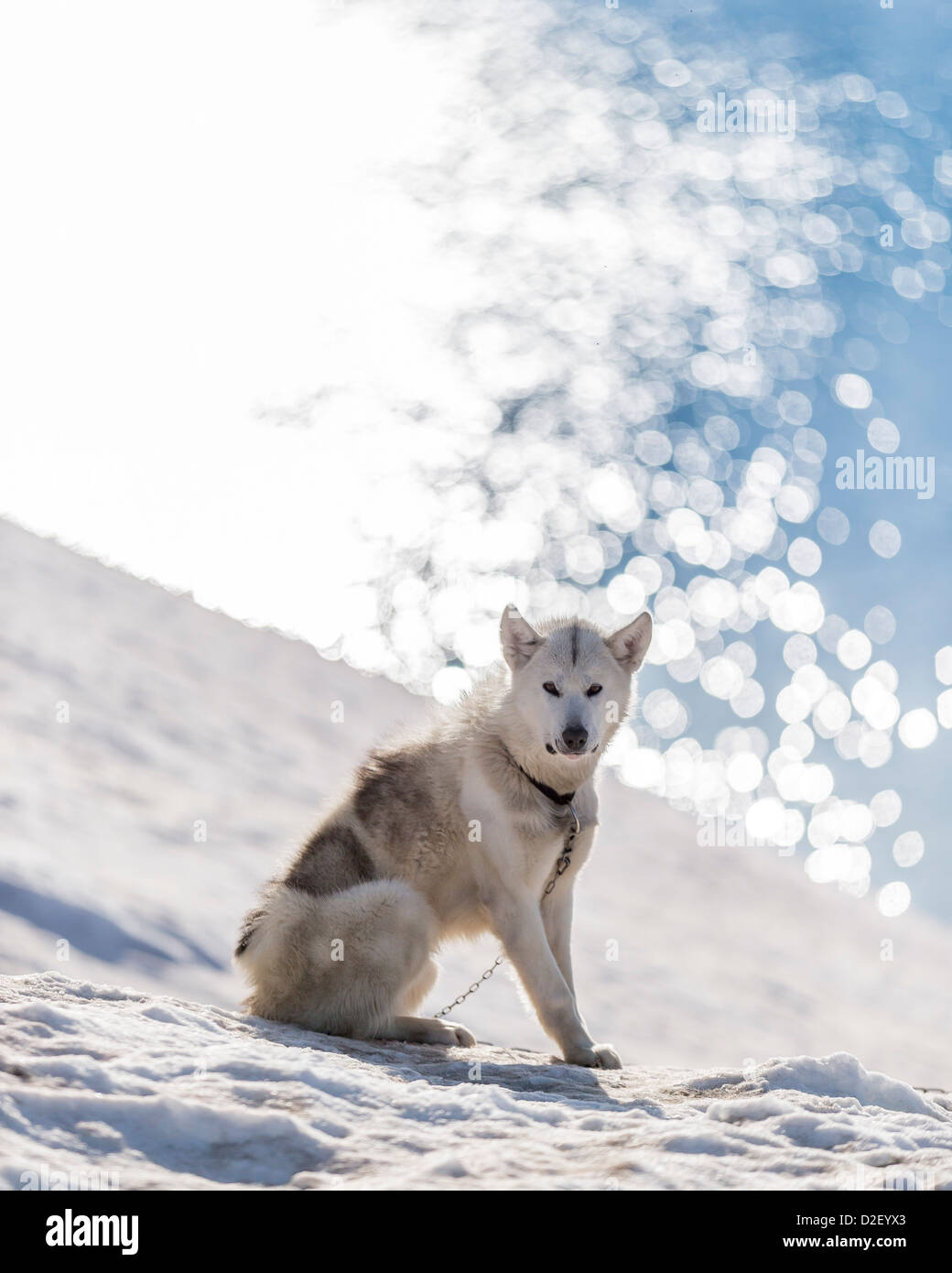 Siberian Husky (Canis familiaris)Sled dog chained, Ittoqqortoormiit (Scoresbysund) Sermersooq Municipality, Greenland Stock Photo