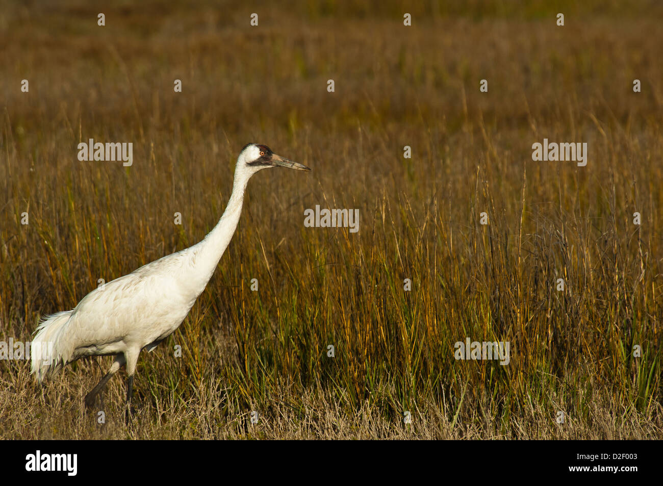 Whooping crane (Grus americana) near Rockport Texas Stock Photo