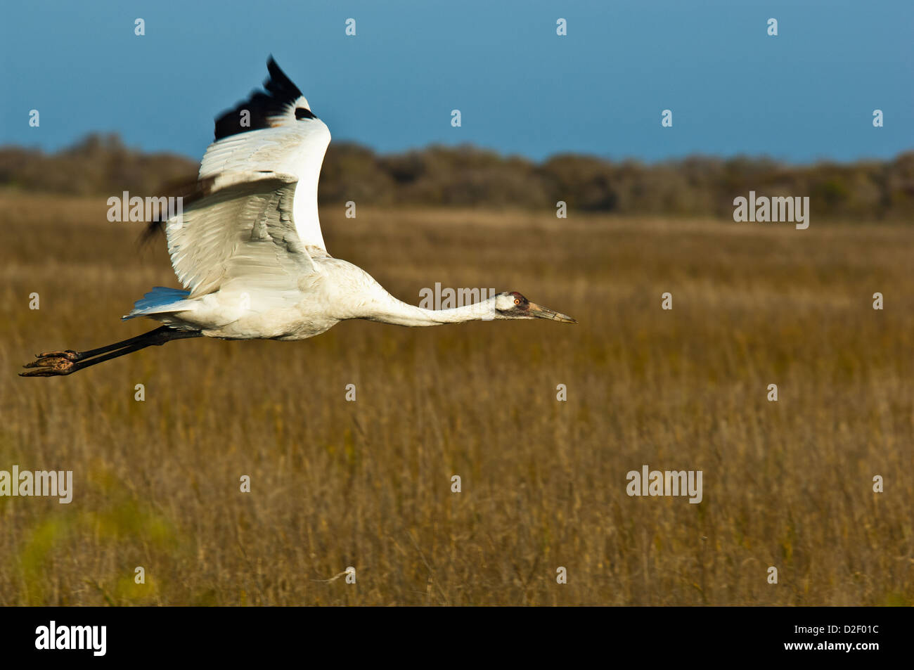 Whooping crane (Grus americana) flying near Rockport Texas Stock Photo Alamy