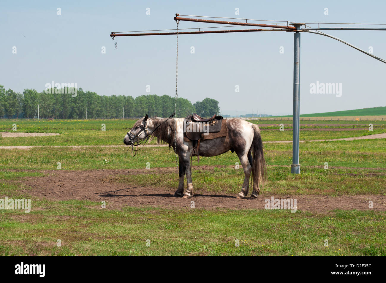 horse on a leash, saddle Stock Photo