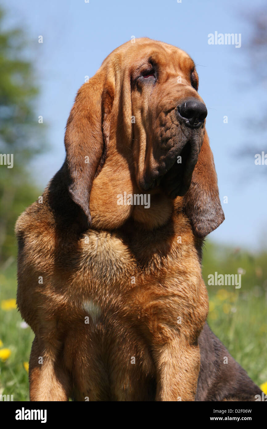 Dog Bloodhound / Chien de SaintHubert adult portrait profile Stock
