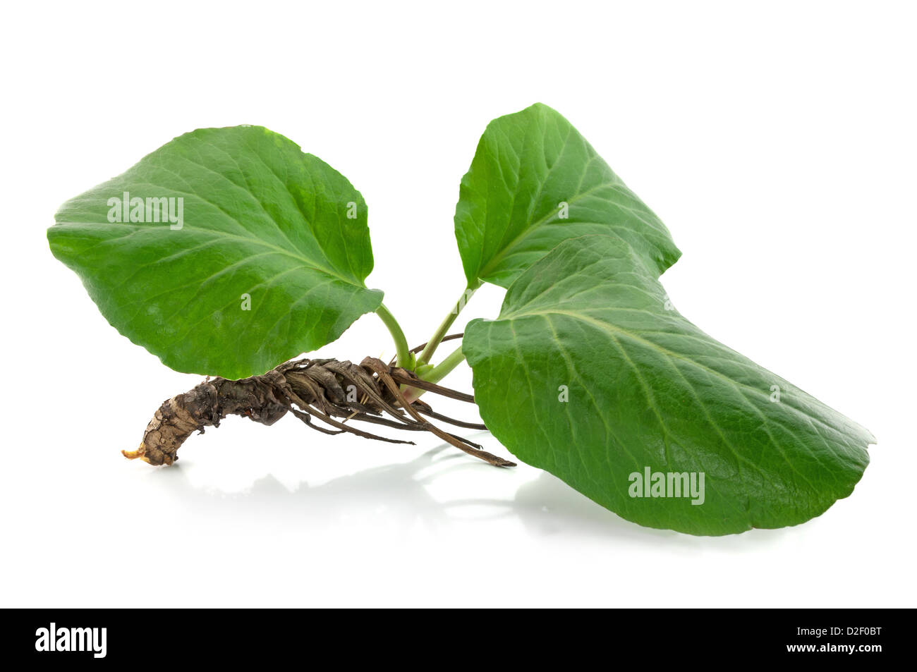 bergenia crassifolia, leaves and roots isolated on white background Stock Photo