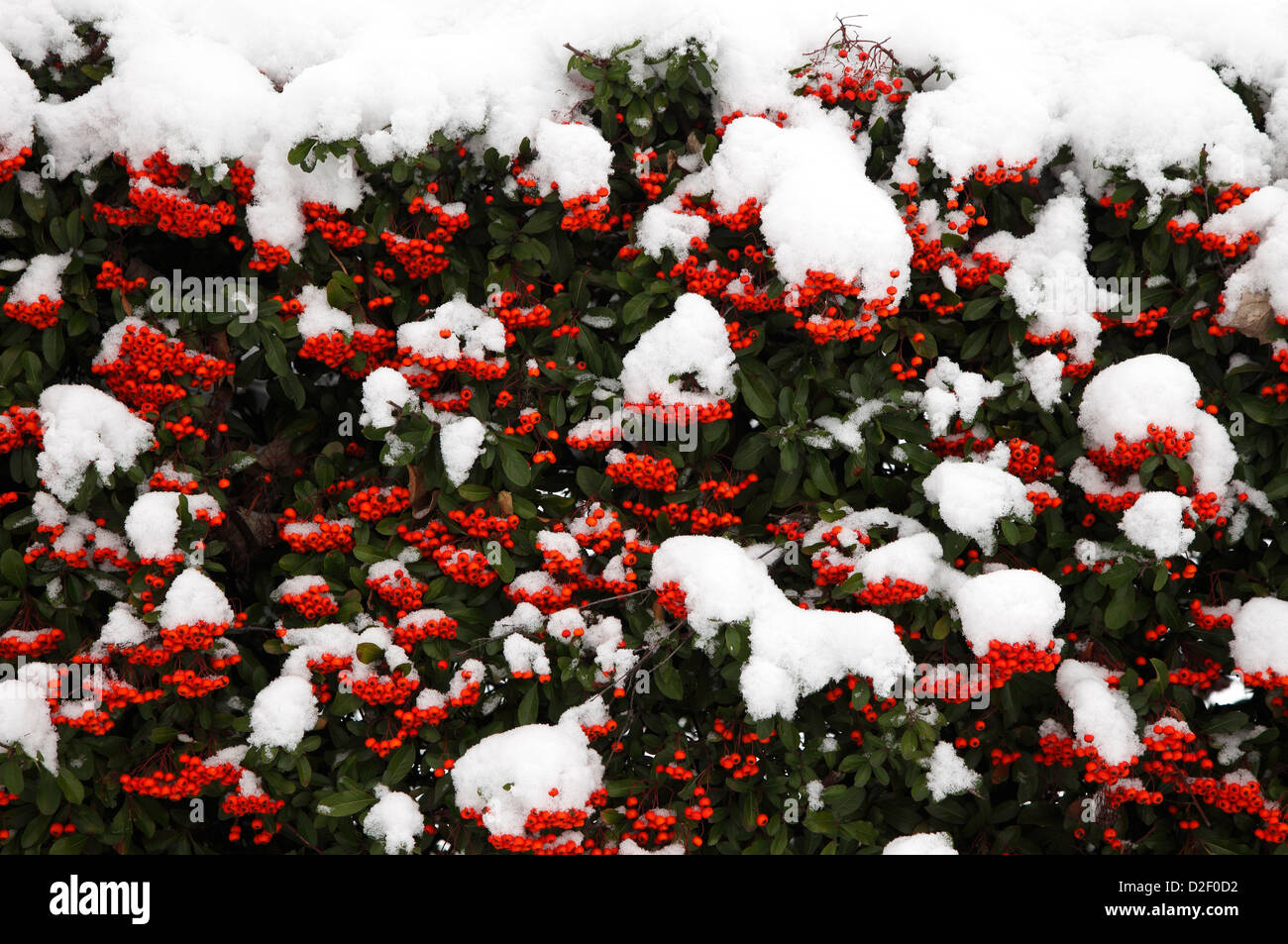 Cotoneaster Franchetii in winter covered with snow Stock Photo