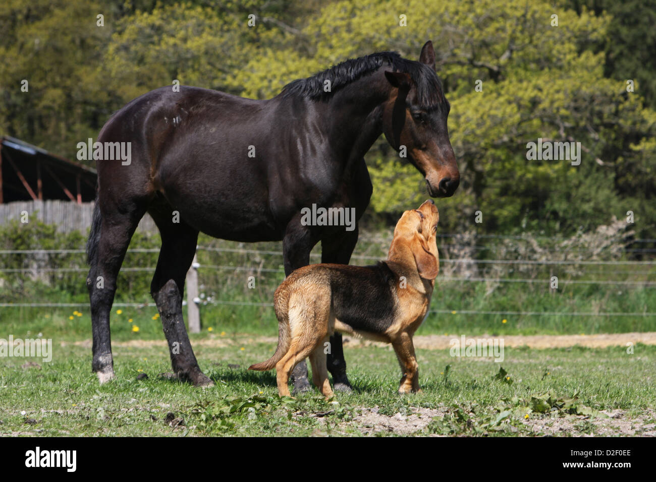 Dog Bloodhound / Chien de Saint-Hubert adult with a horse Stock Photo