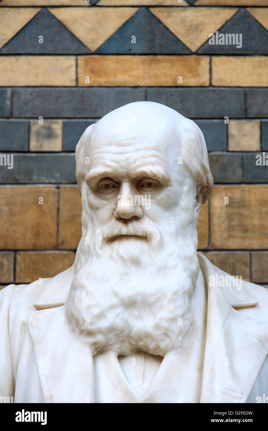 Charles darwin statue natural history hires stock photography and