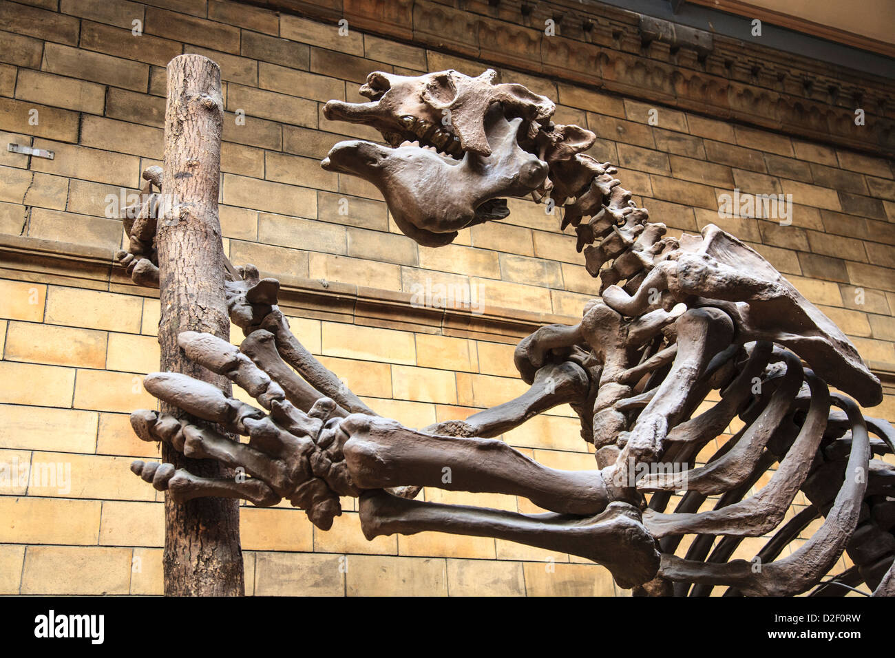 A fossilised Giant Sloth skeleton in the Natural History Museum, London