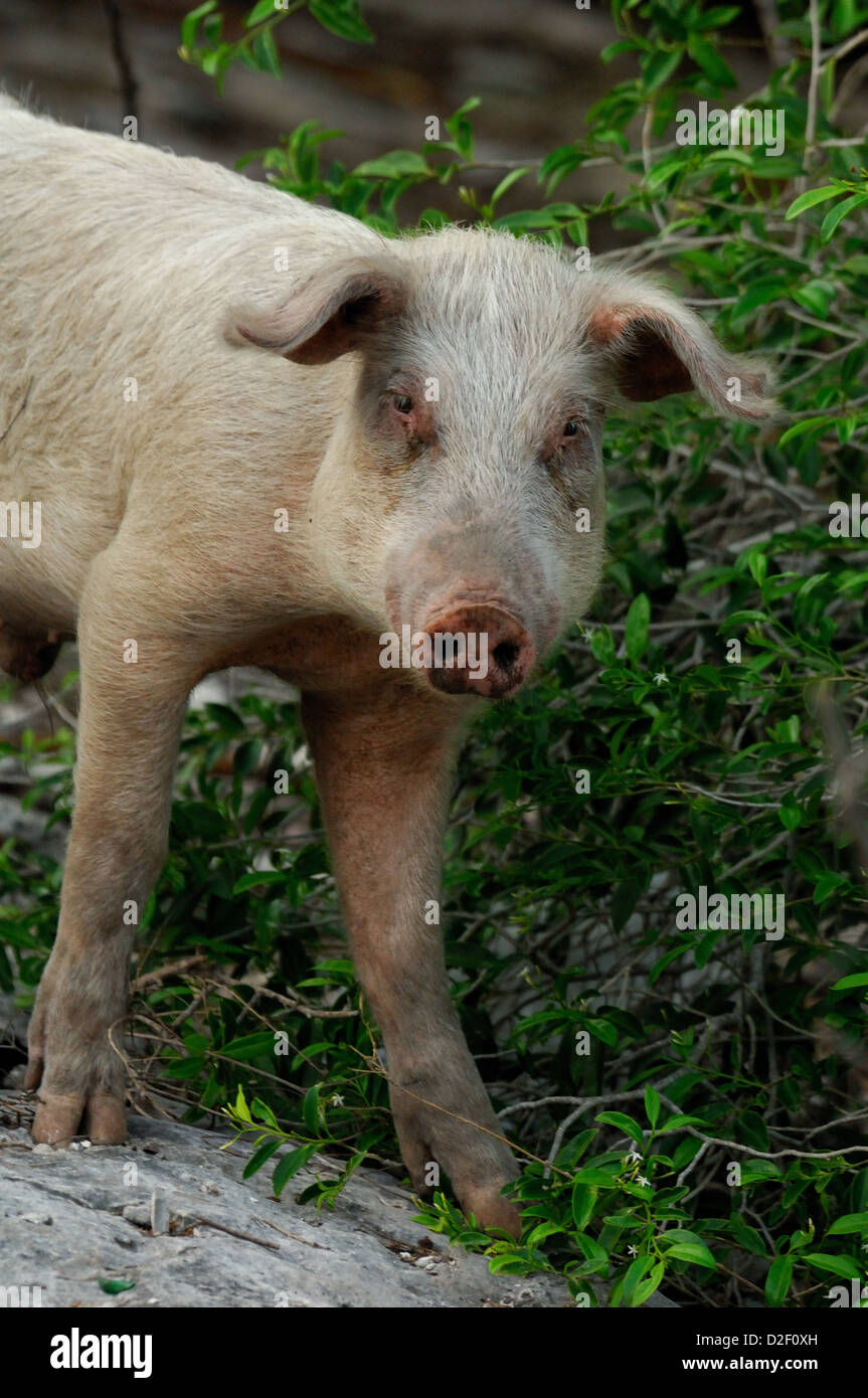 Malnourished pig at Ragged Island Bahamas Stock Photo Alamy
