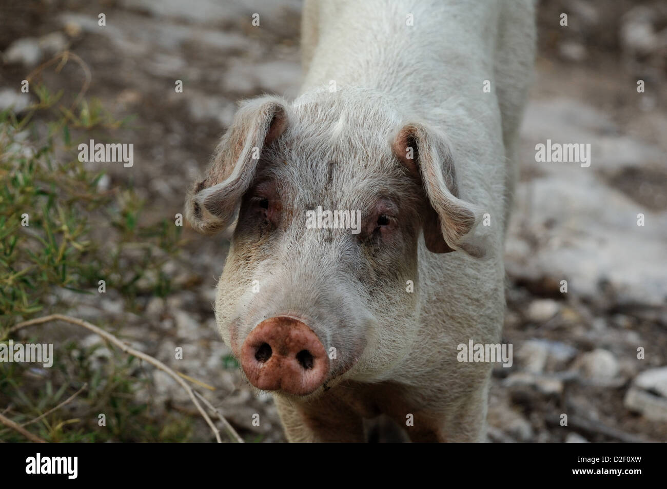 Malnourished pig at Ragged Island Bahamas Stock Photo Alamy