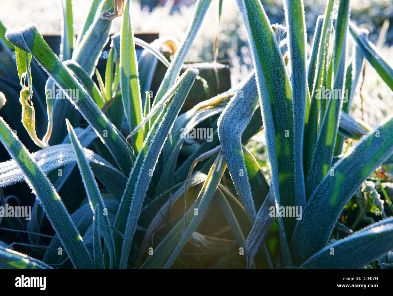 Leeks covered in a heavy early morning Hoarfrost Stock Photo