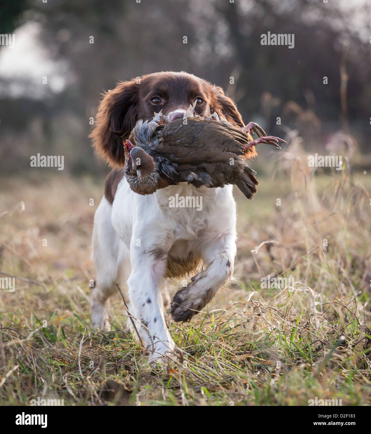 Springer Spaniel Gundog Puppy retrieving a partridge Stock Photo
