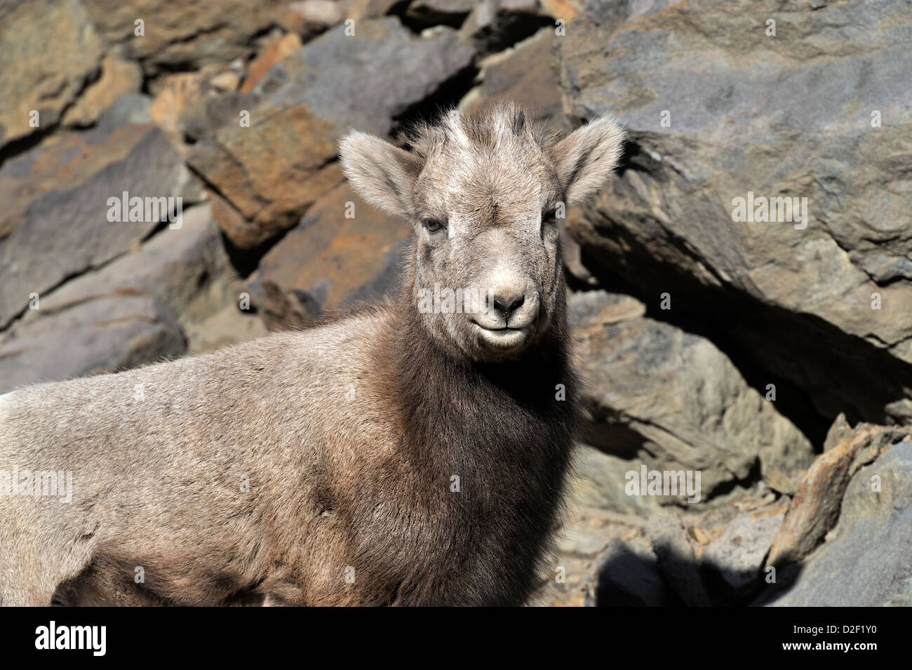 A portrait of a young bighorn sheep standing against a rock ledge Stock Photo