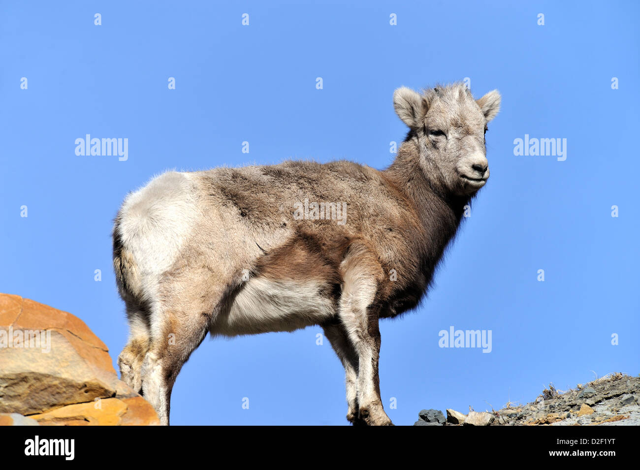 A baby bighorn sheep on top of a mountain ridge against a blue sky ...