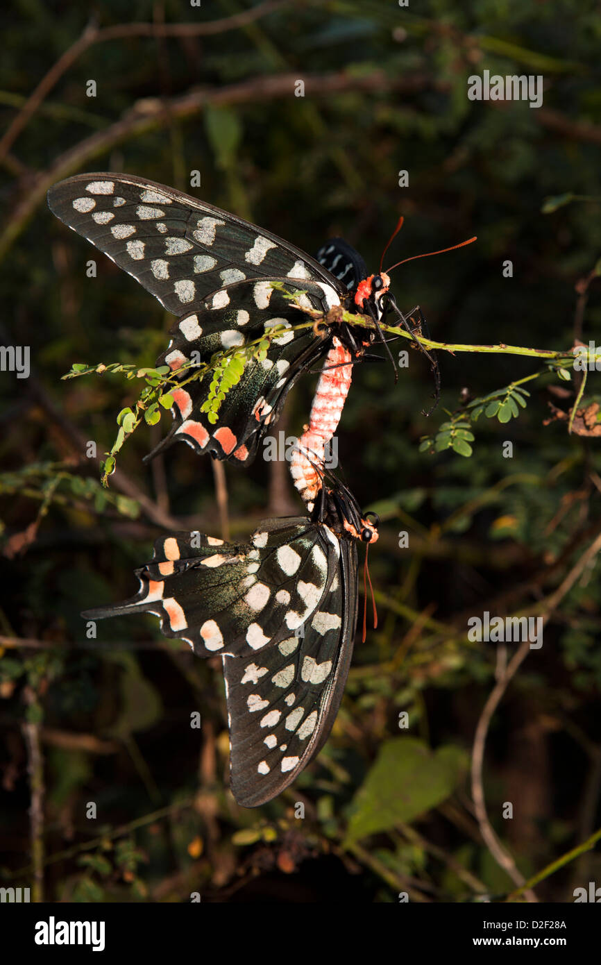 Madagascar Giant Swallowtail (Atrophaneura antenor) butterflies mating Stock Photo