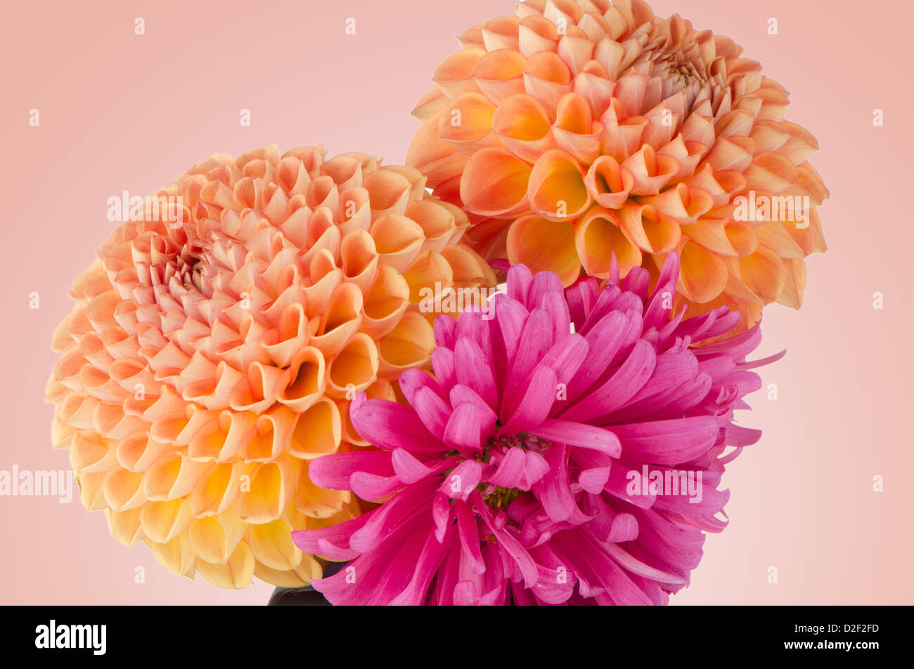 Three dahlias on pink to white gradient background Stock Photo - Alamy