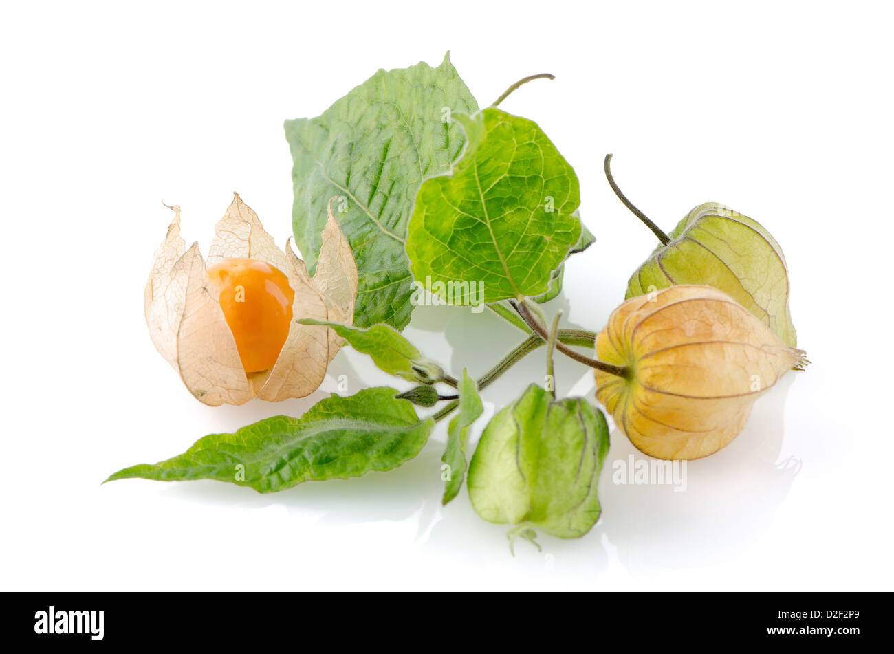 Cape gooseberry (physalis) fruit on white background Stock Photo - Alamy