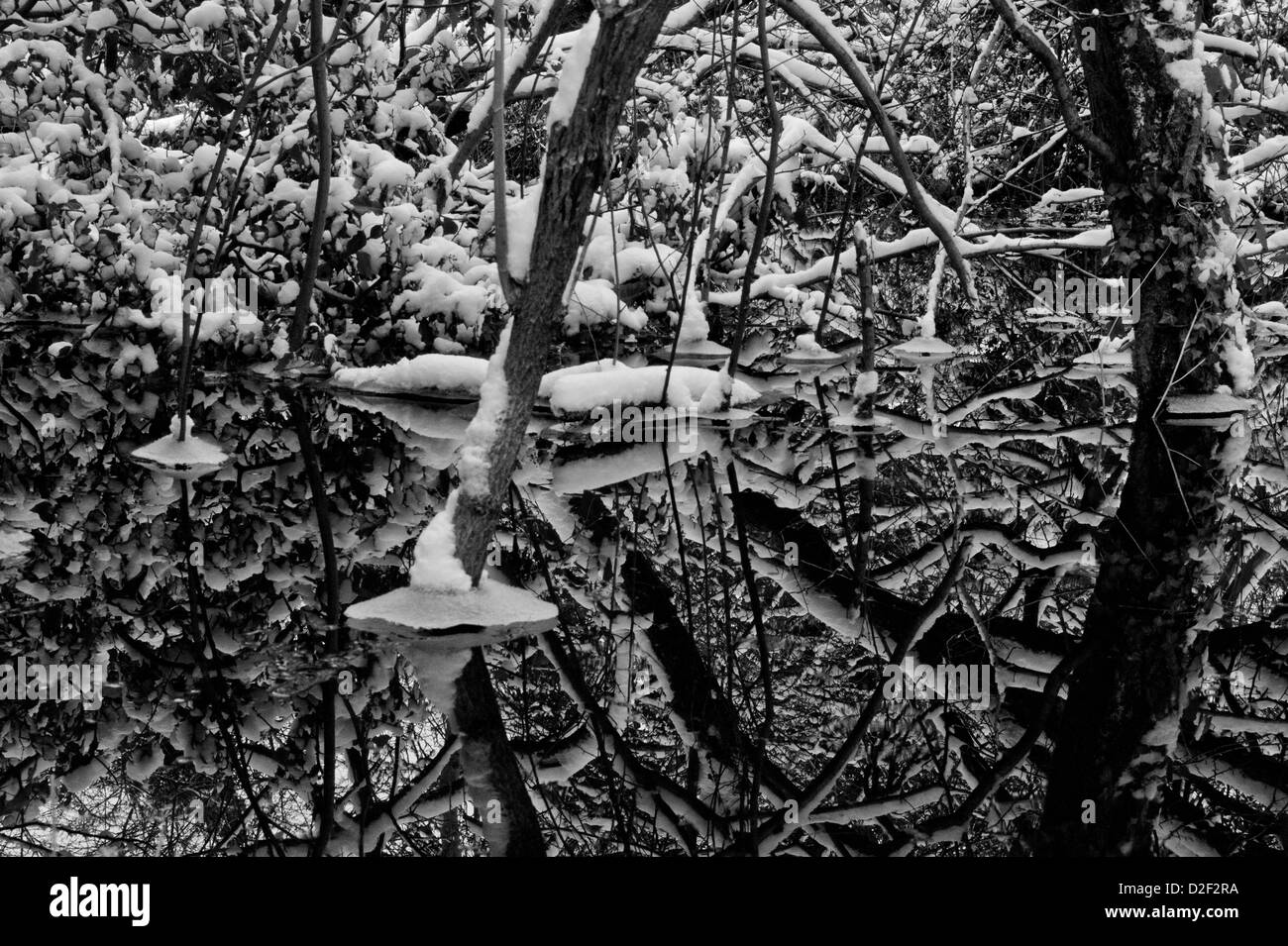 Snow and ice covered branches reflected in mirror flat water Stock Photo