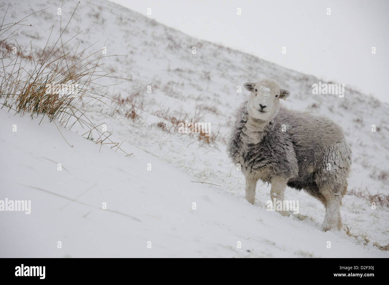 Herdwick sheep on Helvellyn in snowy conditions in the English Lake