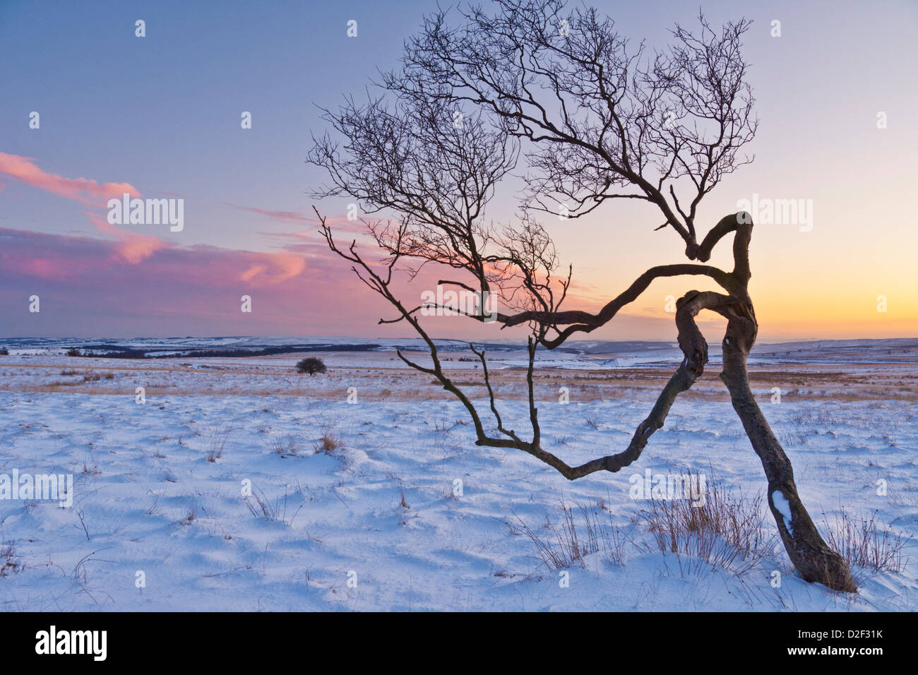 Twisted tree in the snow at sunset, Peak District National Park, Derbyshire, England, United Kingdom, GB EU Europe Stock Photo