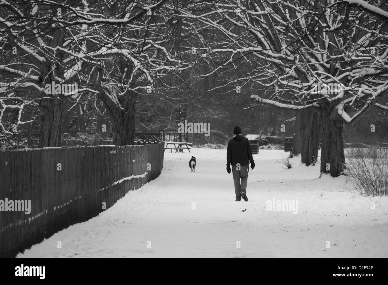 Man walking dog in snow on tree lined path Stock Photo