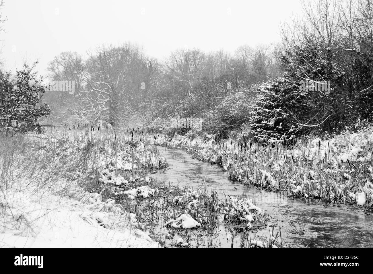 The reed beds on the river Gade in Cassiobury Park, Watford covered in
