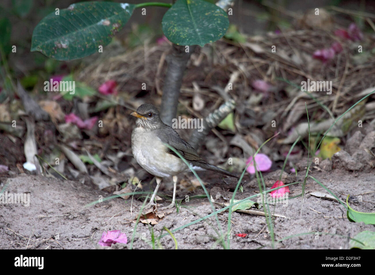 African thrush in The gambia Stock Photo