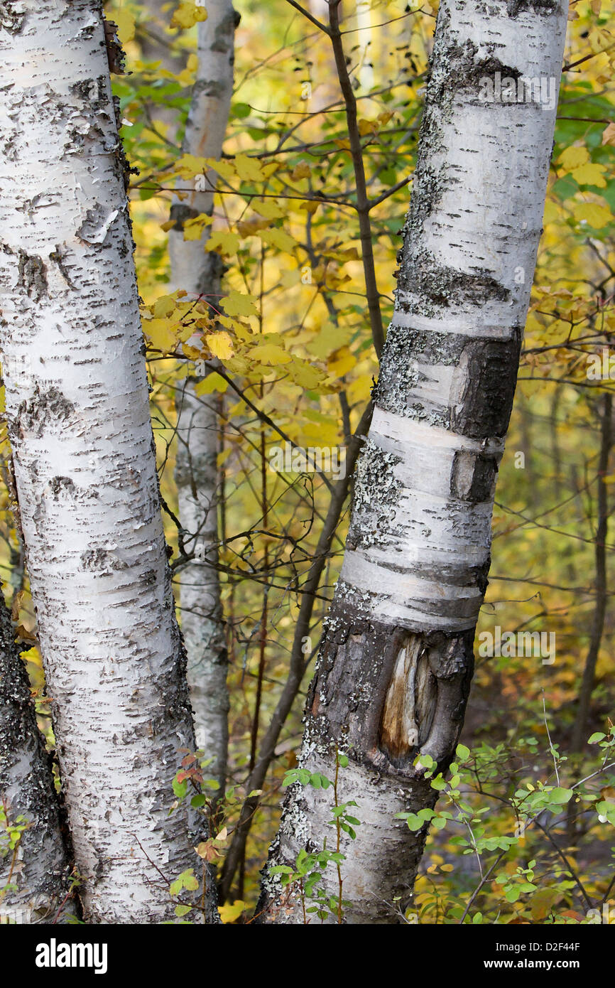 Aspen Trees, Montana (digital effect Stock Photo Alamy