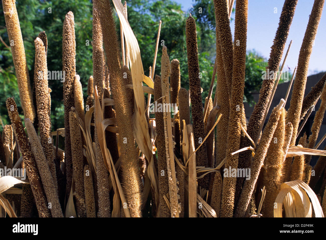 Millet drying in the sun in Mali, West Africa. Stock Photo
