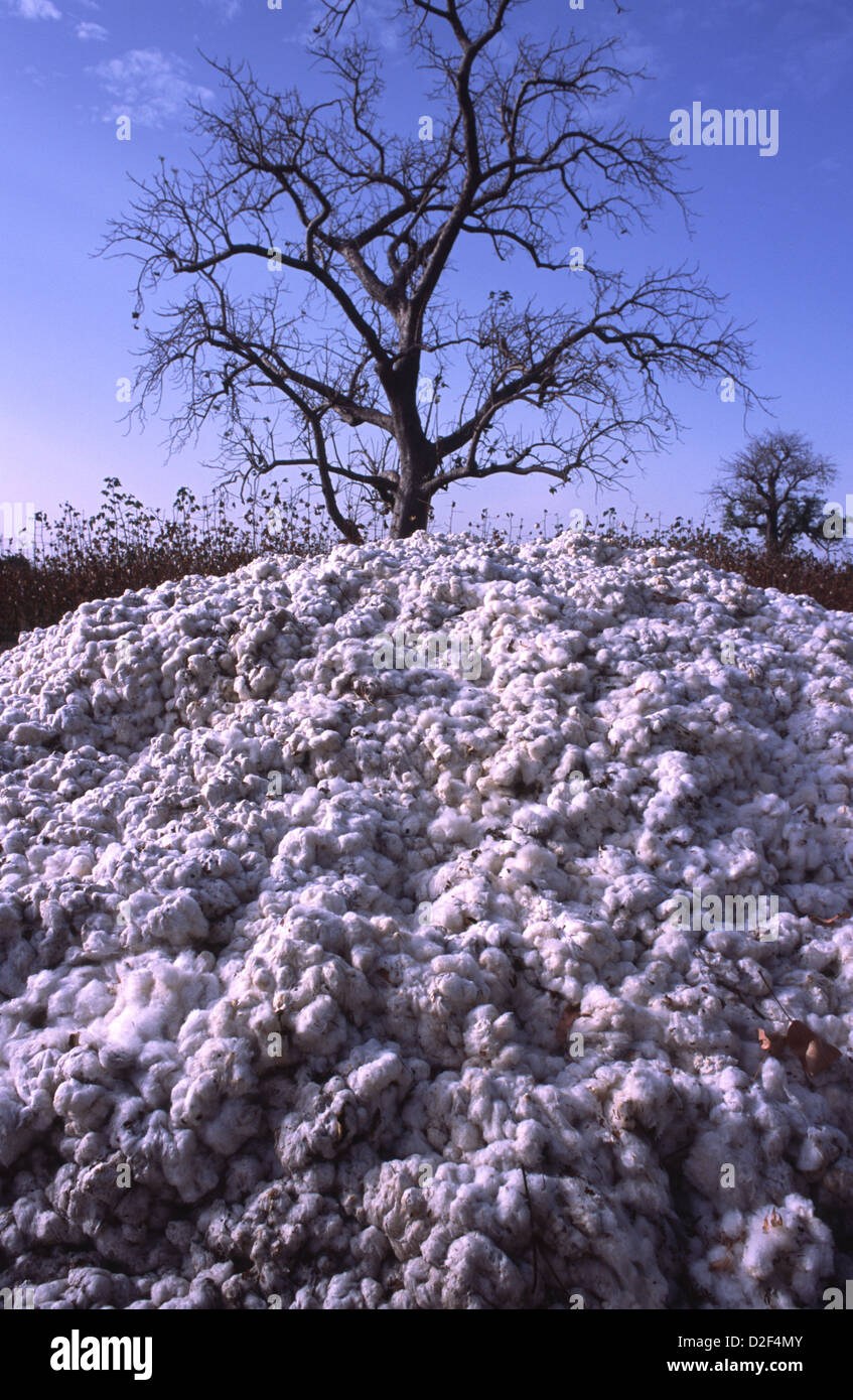 Harvested cotton - one of the main exports of Mali, Africa. Stock Photo