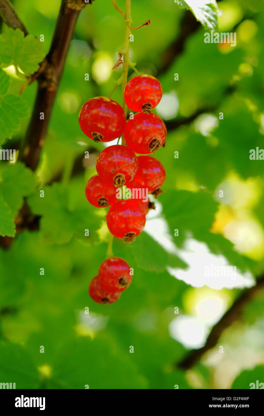 redcurrant Stock Photo