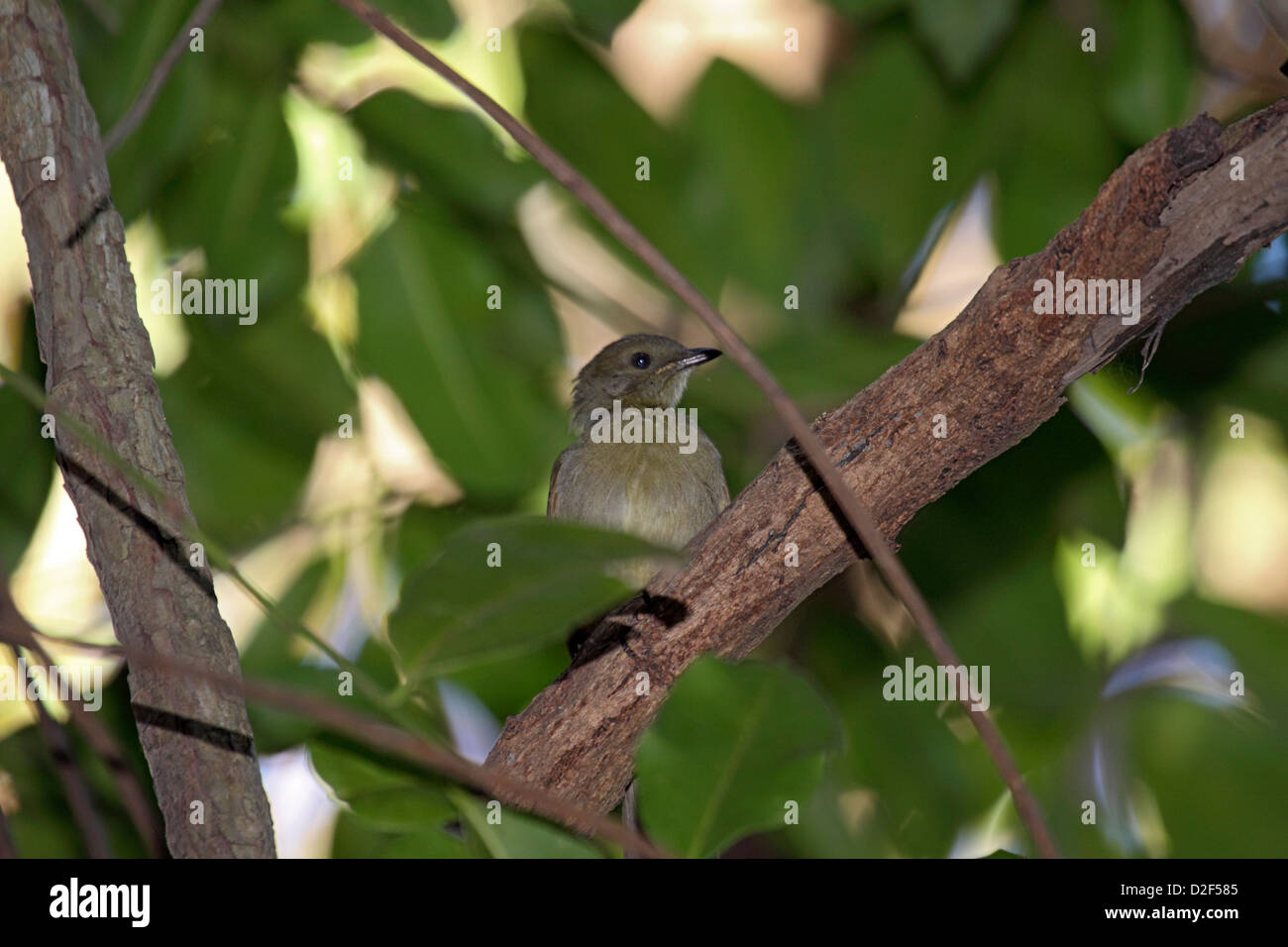 Little greenbul perched on branch of tree in forest in The Ganbia Stock Photo