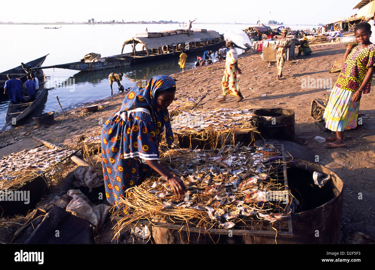 A woman drying freshly caught capitaine fish in Mopti, on the River Niger, in Mali West Africa. Stock Photo