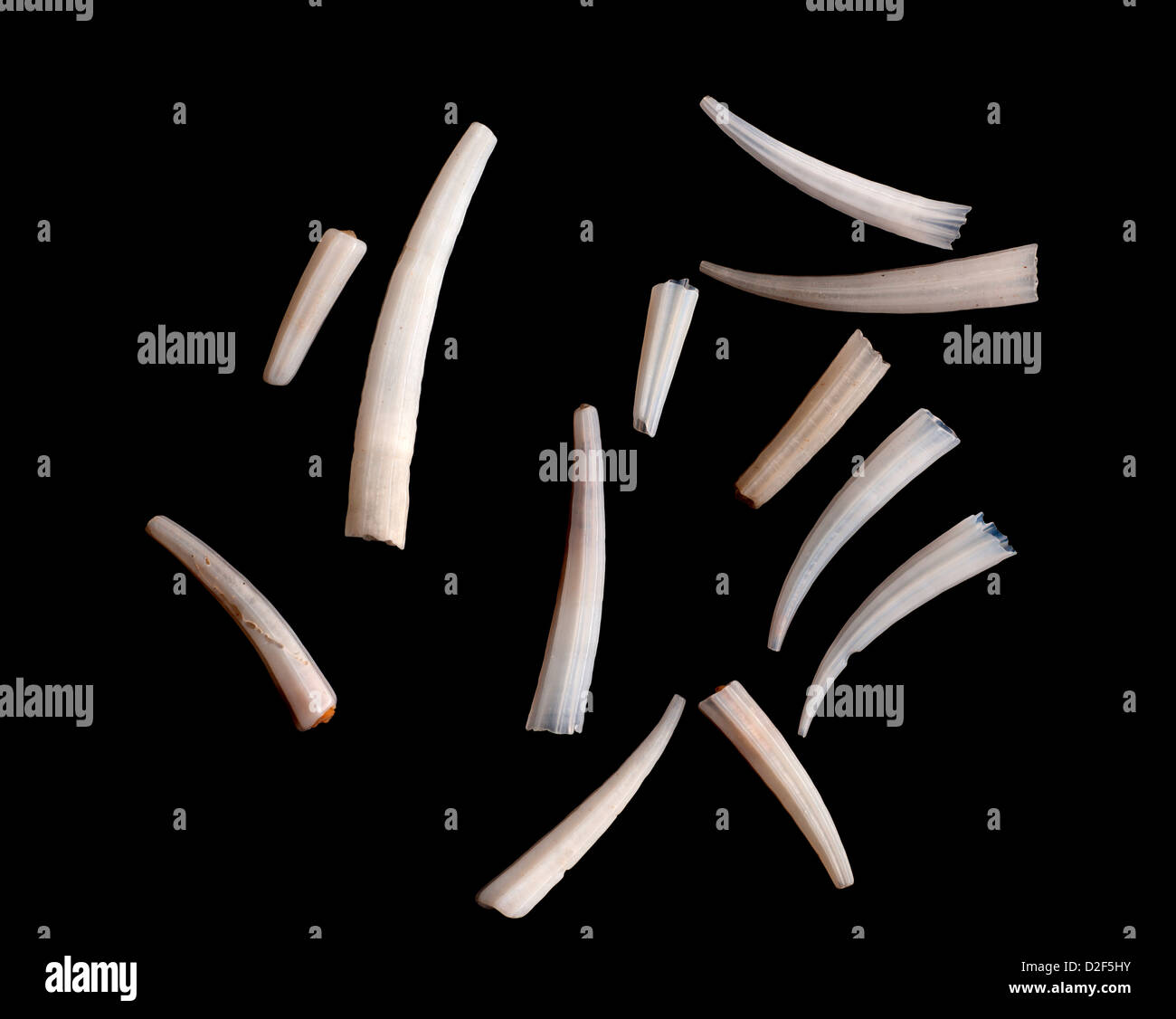White tusk shells Stock Photo